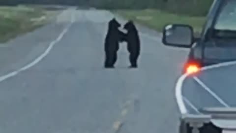 Bears Battle on Highway