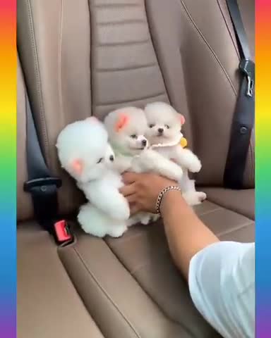 Look what cute little dogs are