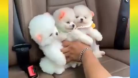 Look what cute little dogs are