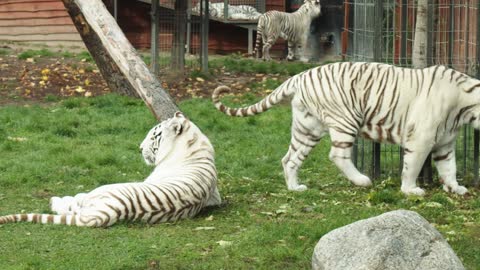 White tigers in the Australian zoo