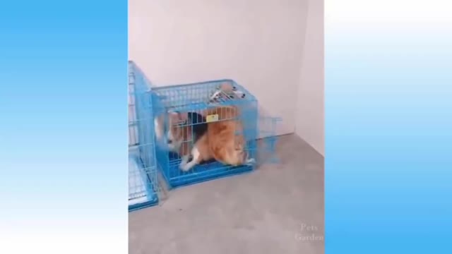 Funny cats 🐈 and dogs 🐕 videos ~ try not to laugh