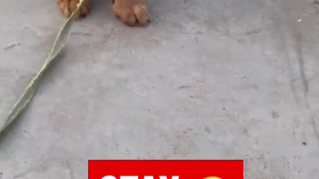 dog training