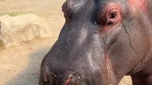 A hippopotamus