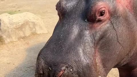 A hippopotamus