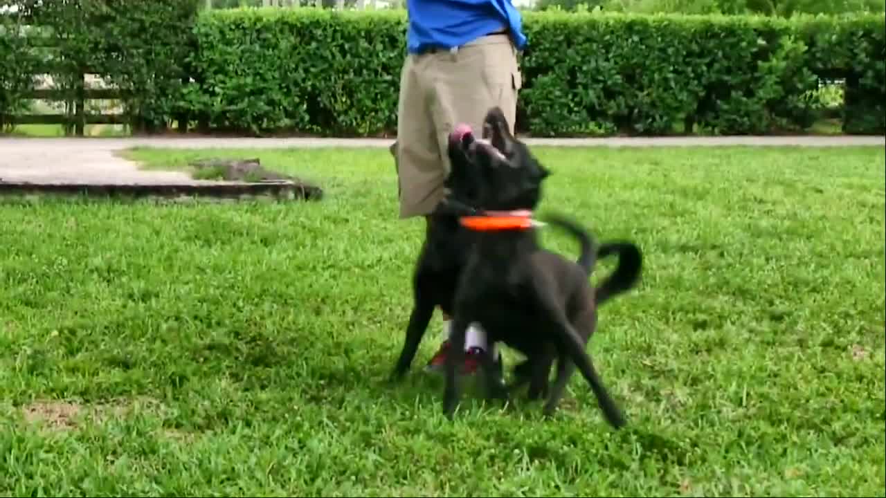 Dog training videos belonging