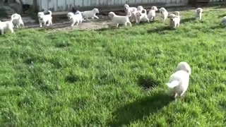 Golden Puppies being happy