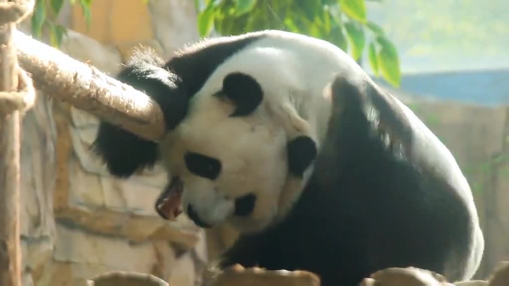 Look at the panda scratching so comfortably