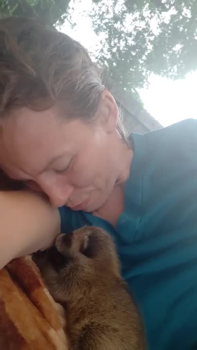 Koopur-our pet raccoon-On the move!