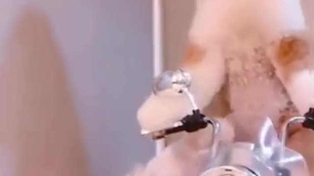 cute funny cat and dog driving moto.. really funny