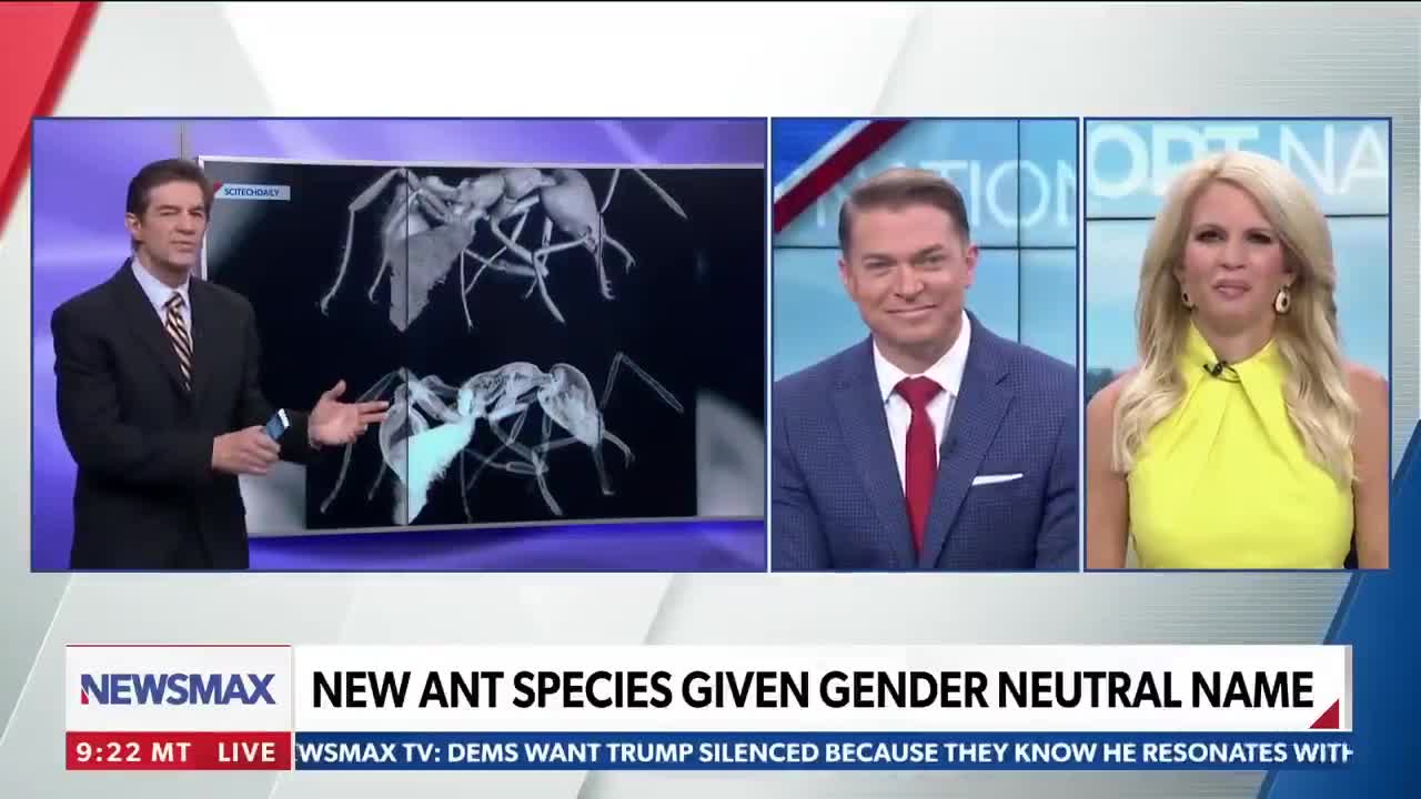 Ant Gender neutral