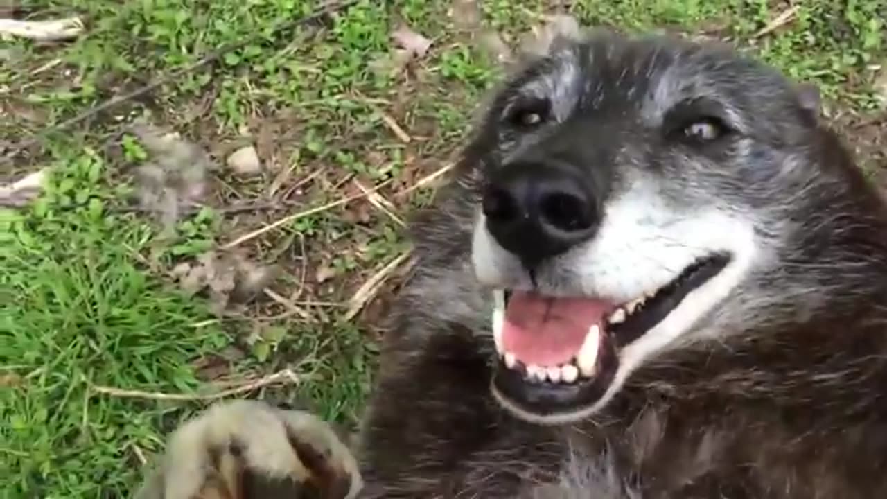 A very happy wolf