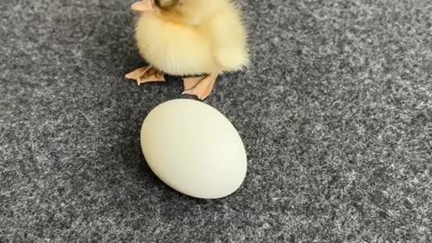 Call Ducks are the smallest Domestic Ducks