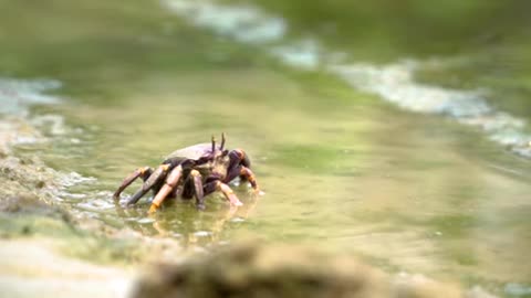 A Small Crab Eating Algae At The Shoreline