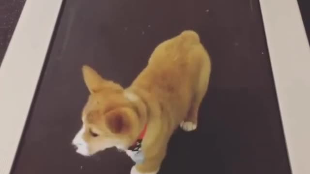 Puppy running on treadmill