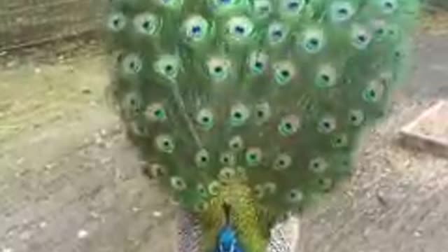 What is this beauty