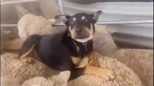 Dogs jumping on Sheep and having FUN!! SEE WHAT HAPPENS