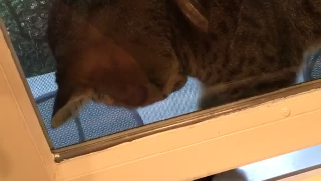 Gray cat plays with hands under window