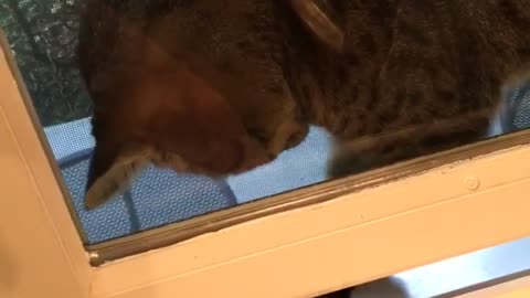 Gray cat plays with hands under window