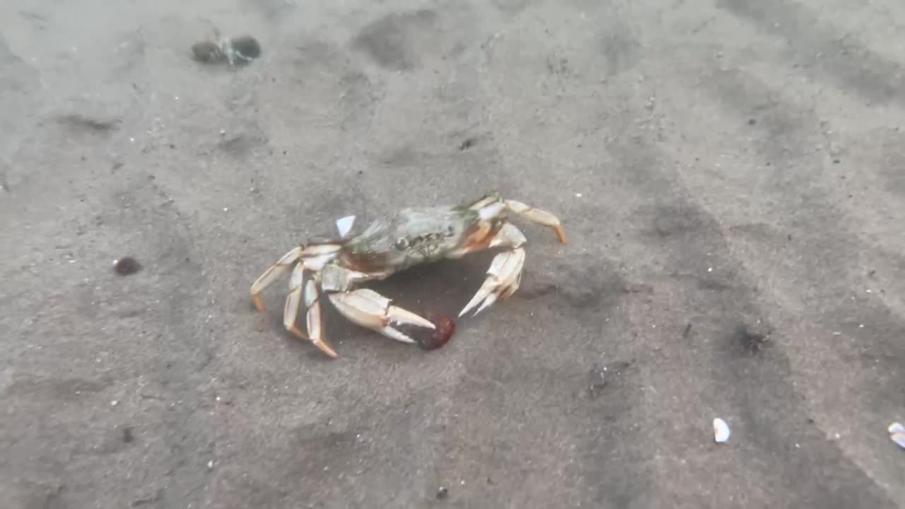 Cute crab under the water with baby Crabs around - you must to watch it 🙂