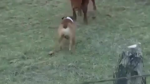 Cow is threatening the cute little BULLDOG