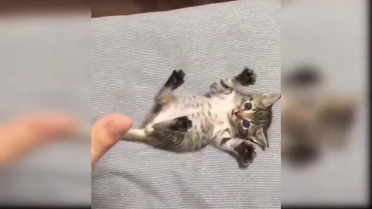 Adorable Dog and Cat you ever imagine