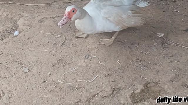 The mother duck is aggressive and afraid of losing her chicks