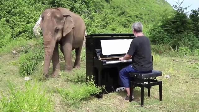 Elephant help/music for elephants