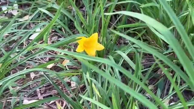 A small yellow flower in the grass