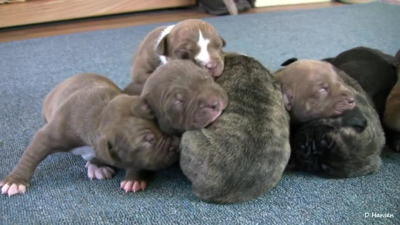 Mia's 2 week old pitbull puppies