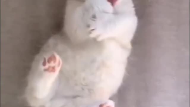 Le chat est plus doux que nous tous
