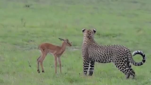 Wild Animal Empathy