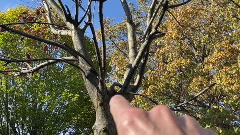 Poop On a Stick Cutting Down Lila's Tree