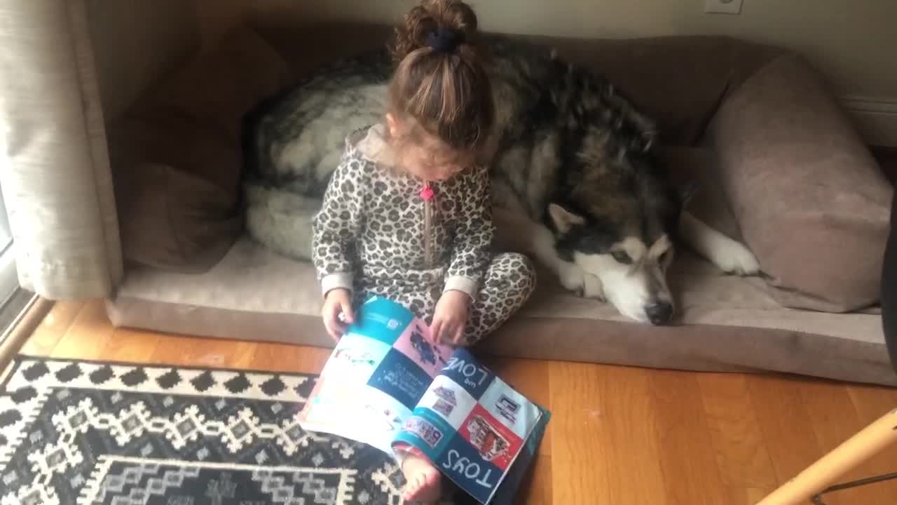 Adorable little girl catalogue shops for Alaskan Malamute