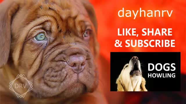 DOGS BARKING to Make your Dog Bark | 11 Dog Breeds Barking Sound Effects