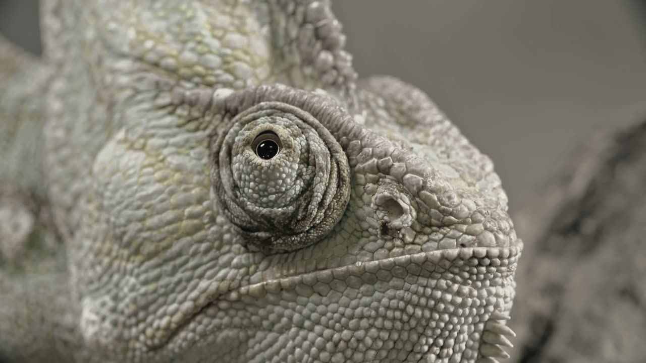 watchful chameleon