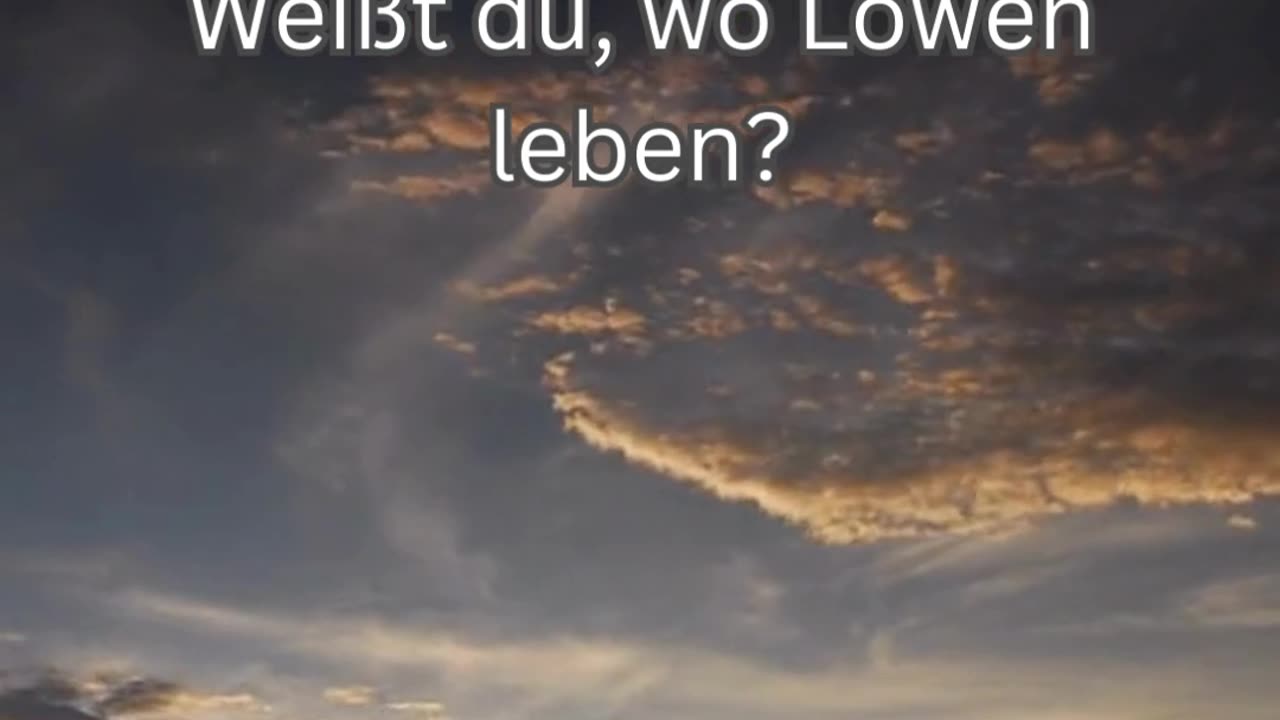 Löwen-Fakt 3 - Weißt du, wo Löwen leben?