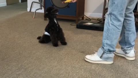 A young woman playing with a dog with a toy