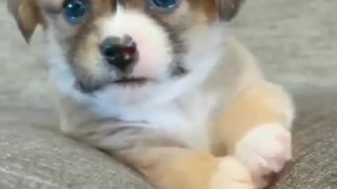 No puedes ignorar este lindo cachorro #pequeños