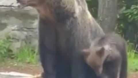 Amazing Bears