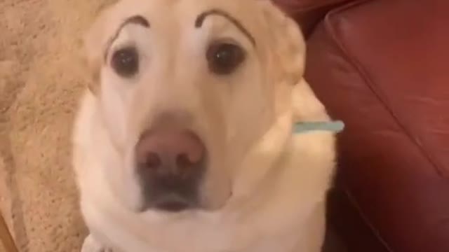 My dog has eyebrows now 😂