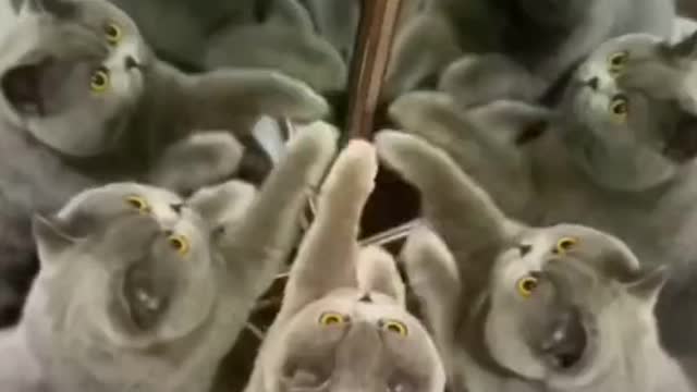 How many cats are there in the vid? 🤔