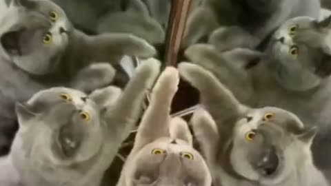 How many cats are there in the vid? 🤔