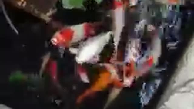 Koi fish pond