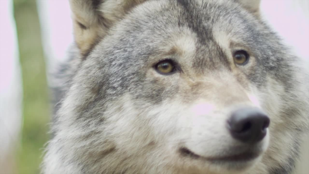 Look at this wolf and its grief look