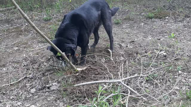 Pupparoo Digging