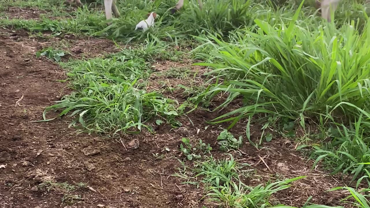 Tiny Terrier Shows the Herd Who's in Charge