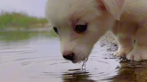 Animal world amazing 301