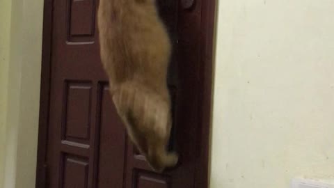 Houdini Cat Opens Door Handle