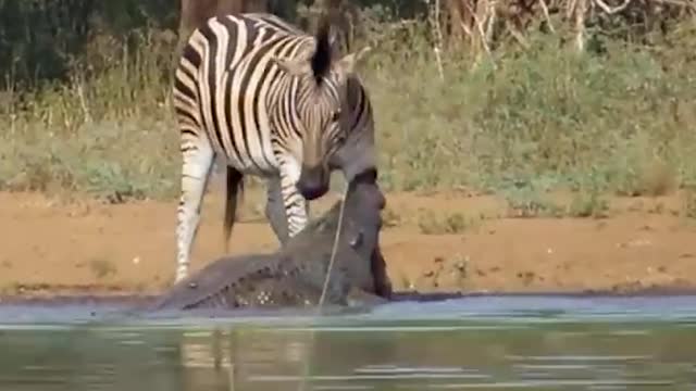 crocodile attack zebra