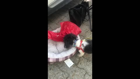 Lucky the Poodle trying to open his gift... So Cute :)